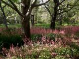 Heuchera & Black Oaks