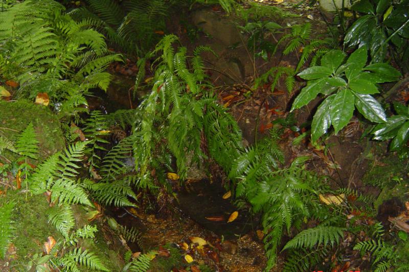 Woodwardia radicans