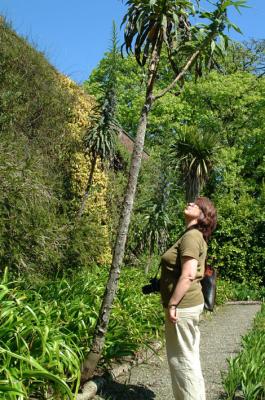 Echiums.jpg