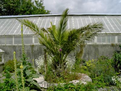 CIDP at Plas Newydd nursery, Anglesey