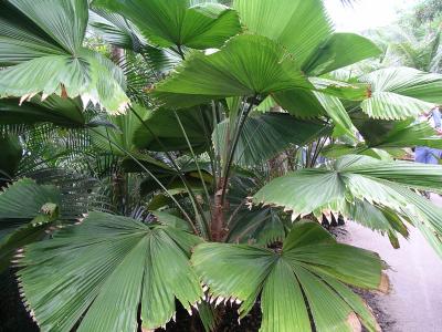 Licuala grandis July 2004