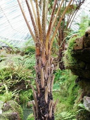 10. Cyathea cooperi.JPG