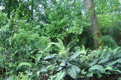 Blechnum chilense