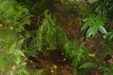 Woodwardia radicans