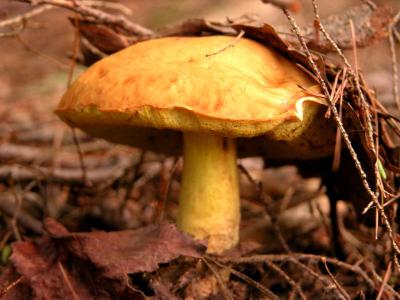DSCN0111.JPG