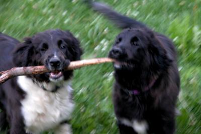 More Puppies