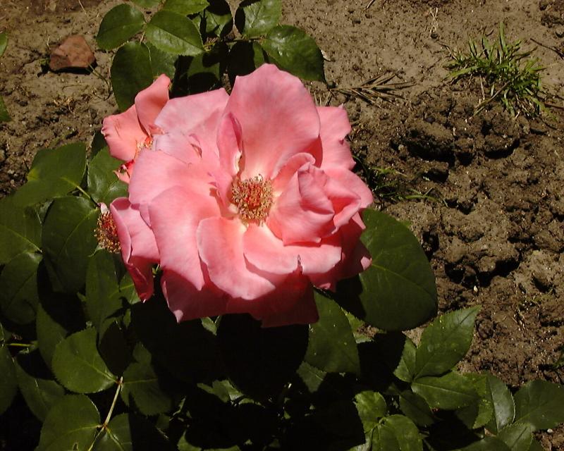 Large Rose