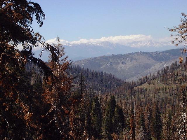 Kaweah