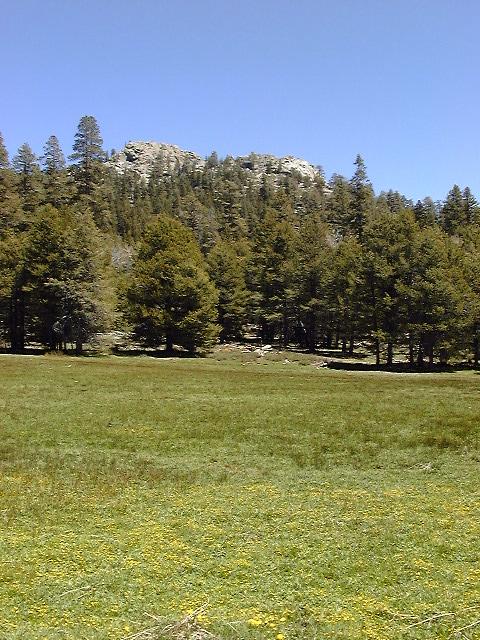 Powell Meadow, Kern Plateau