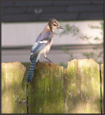 07-03-04 bluejay2.jpg