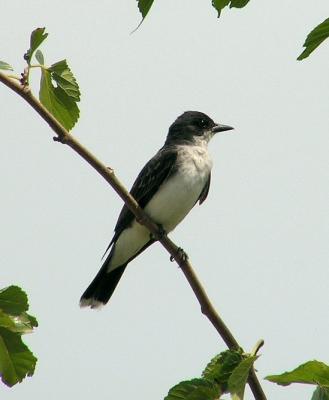eastern_kingbird