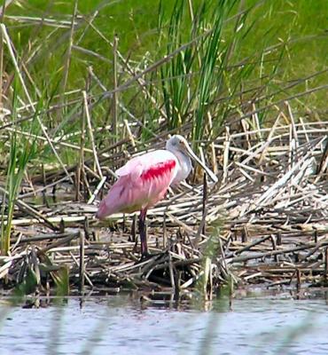 roseate_spoonbill