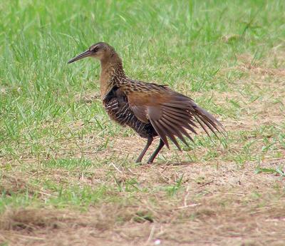 07-10-04 king rail preening2.jpg