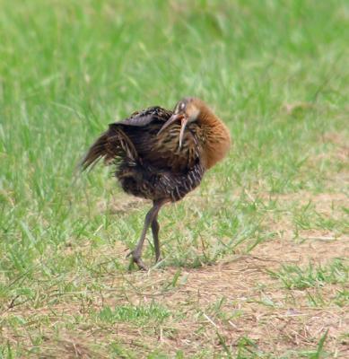 07-10-04 king rail preening3.jpg