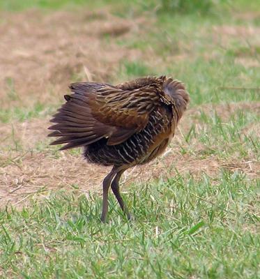 07-10-04 king rail preening5.jpg
