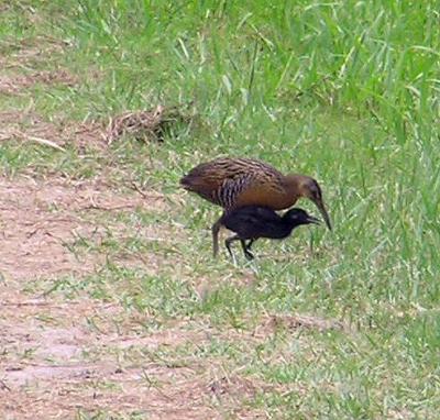 07-10-04 king rail with baby.jpg