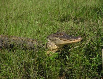 07-12-04 basking alligator1.jpg