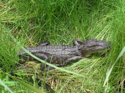 07-10-04 alligator1.jpg