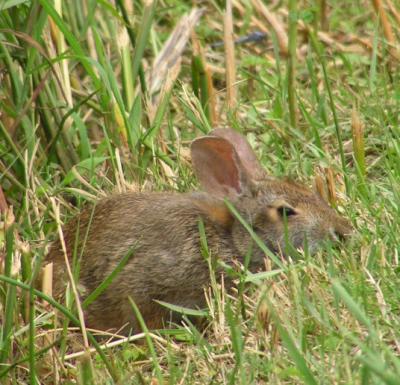 07-10-04 rabbit2.jpg