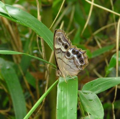 u34/tiffh/medium/31296147.062404moth.jpg