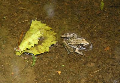 06-24-04 frog2.jpg