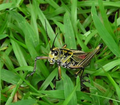 06-24-04 grasshopper.jpg