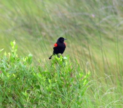 red-winged_blackbird