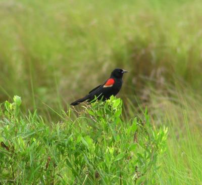 06-24-04 redwing2.jpg