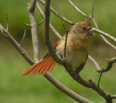 07-09-04 cardinal sunning1.jpg