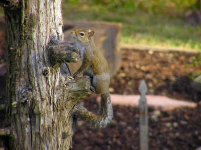03-09-05 squirrel1.jpg