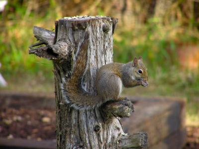 03-09-05 squirrel2.jpg