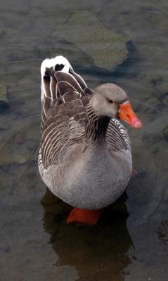 geese12.JPG
