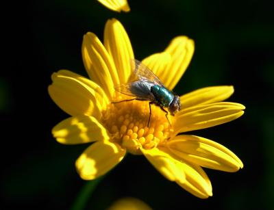 CRW_0517.jpg
