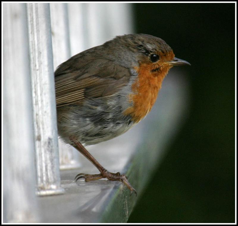 Robin
