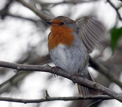 Robin taking flight