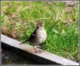 Female chaffinch