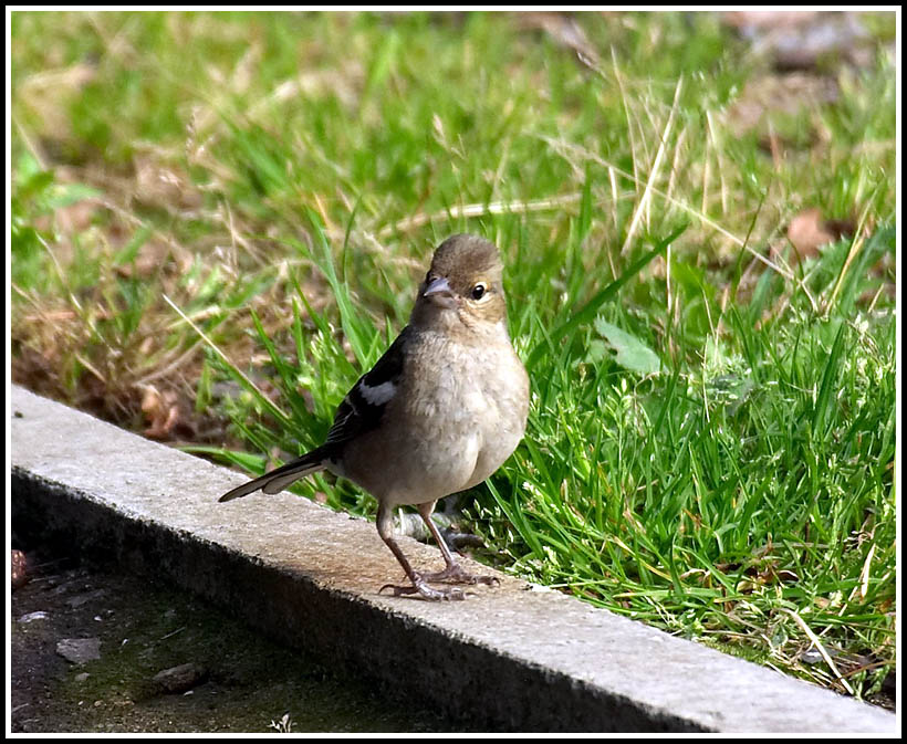 Female chaffinch