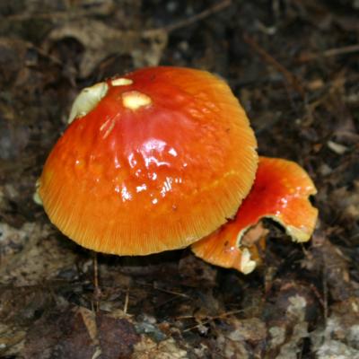 Amanita jacksonii