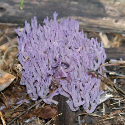  Violet Coral Fungus - Clavaria zollingeri 