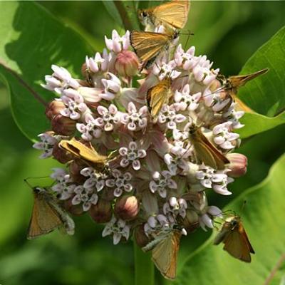 European Skipper - Thymelicus lineola