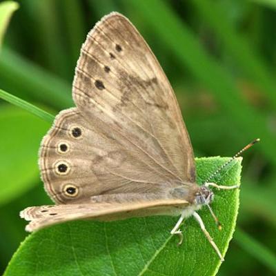 Eyed Brown - Satyrodes eurydice