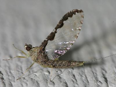 Callibaetis pretiosus (female)