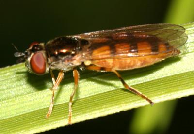 Platycheirus sp.