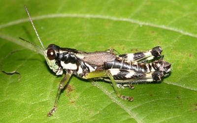 Green-legged Grasshopper - Melanoplus viridipes