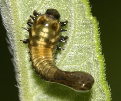 Physonota helianthi, larva