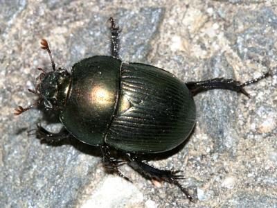 Earth-Boring Dung Beetles - Geotrupidae