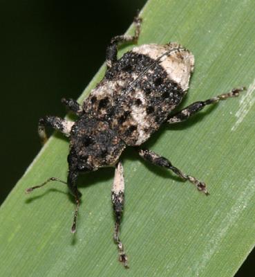 Weevils - Subfamily Cryptorhynchinae