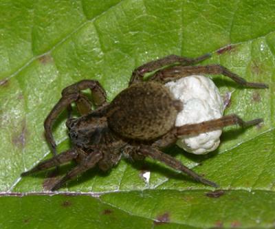 Trochosa sp. Wolf spider - protecting her eggs