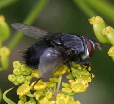 Tachinid fly