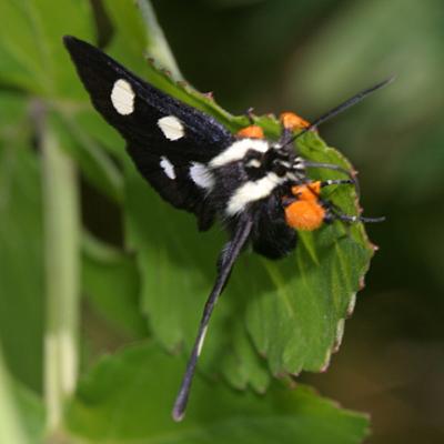 9314 -- Eight-spotted Forester Moth -- Alypia octomaculata